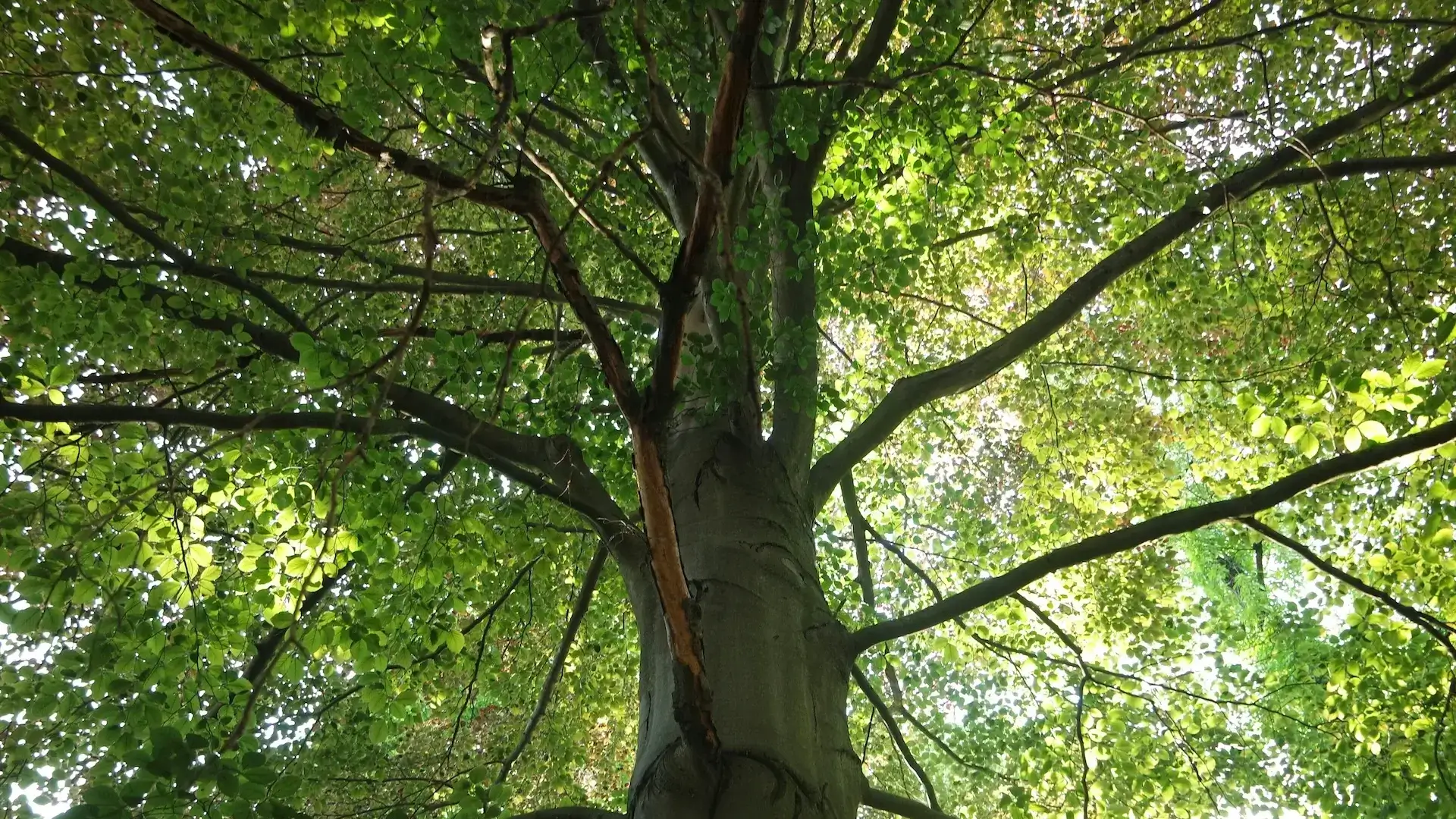 Struttura ad albero con rami e foglie, rappresentazione visiva degli otto rami dello yoga secondo Patanjali