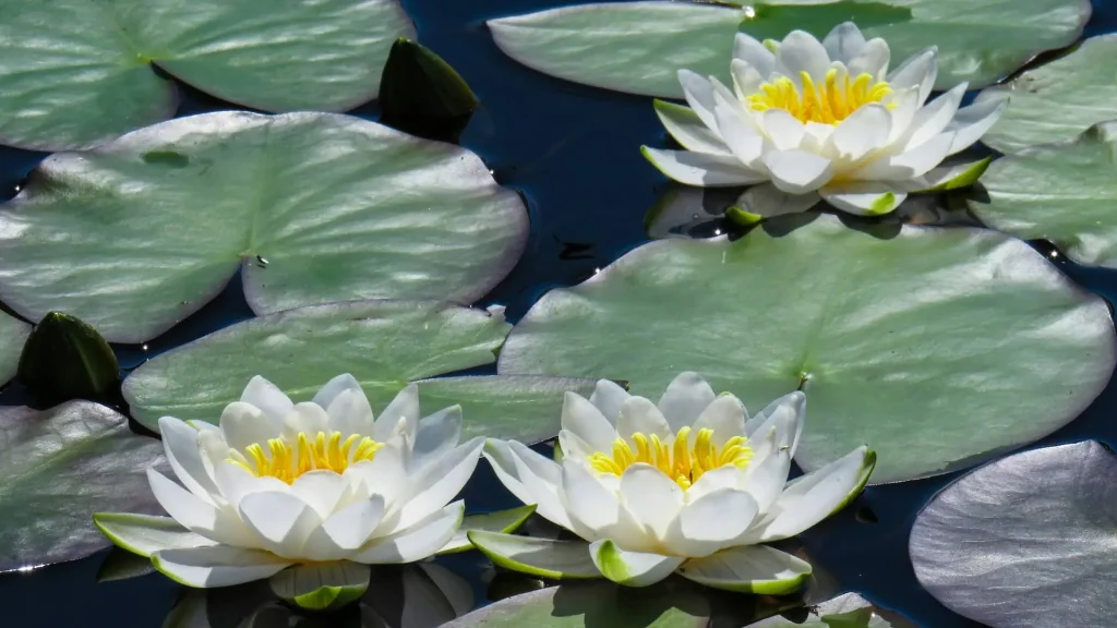 Fiori di loto bianco simbolo di equilibrio spirituale nella pratica dello yoga