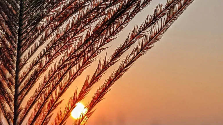 Piuma su sfondo di tramonto, simbolo della gentilezza e del principio di Ahimsa nello yoga