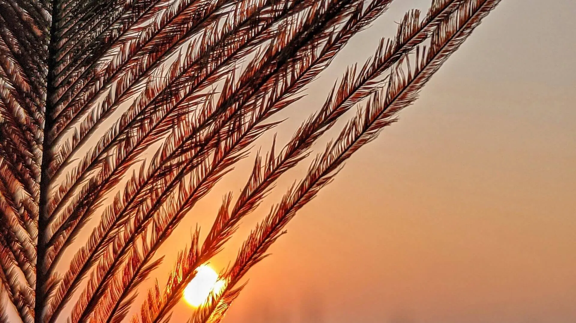 Piuma su sfondo di tramonto, simbolo della gentilezza e del principio di Ahimsa nello yoga