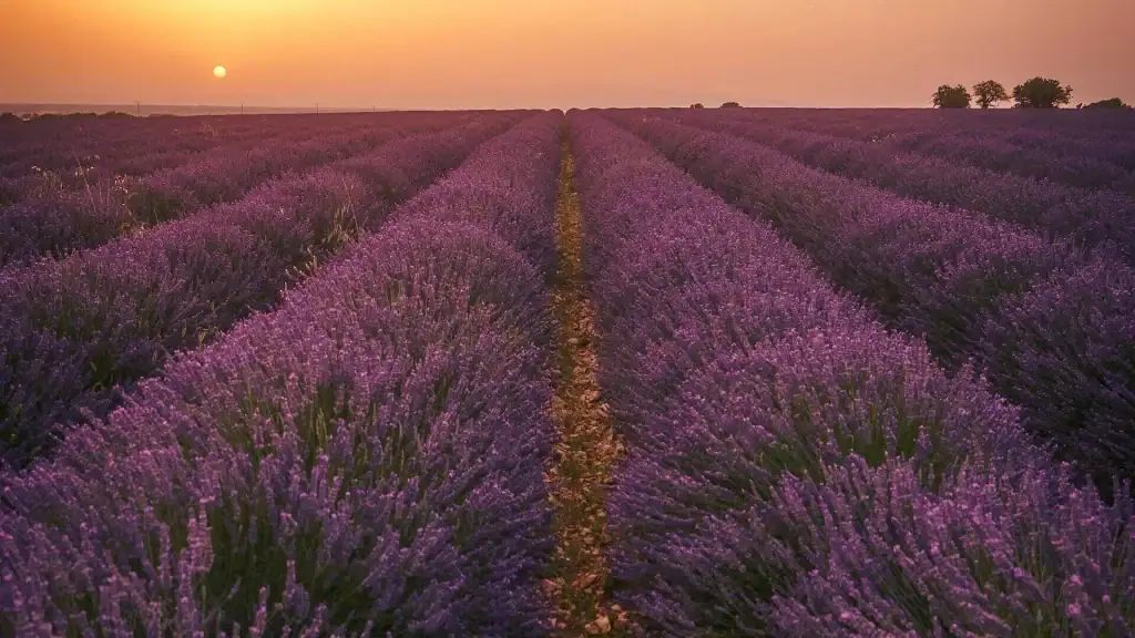 Sentiero che attraversa un campo di lavanda al tramonto, simbolo di crescita personale e serenità